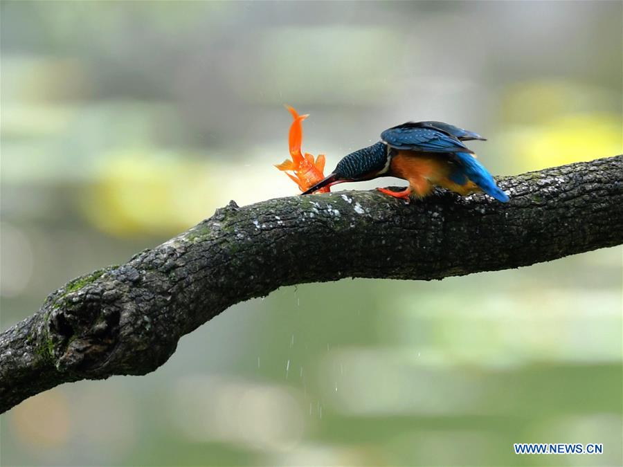 CHINA-FUJIAN-FUZHOU-BIRDS (CN)