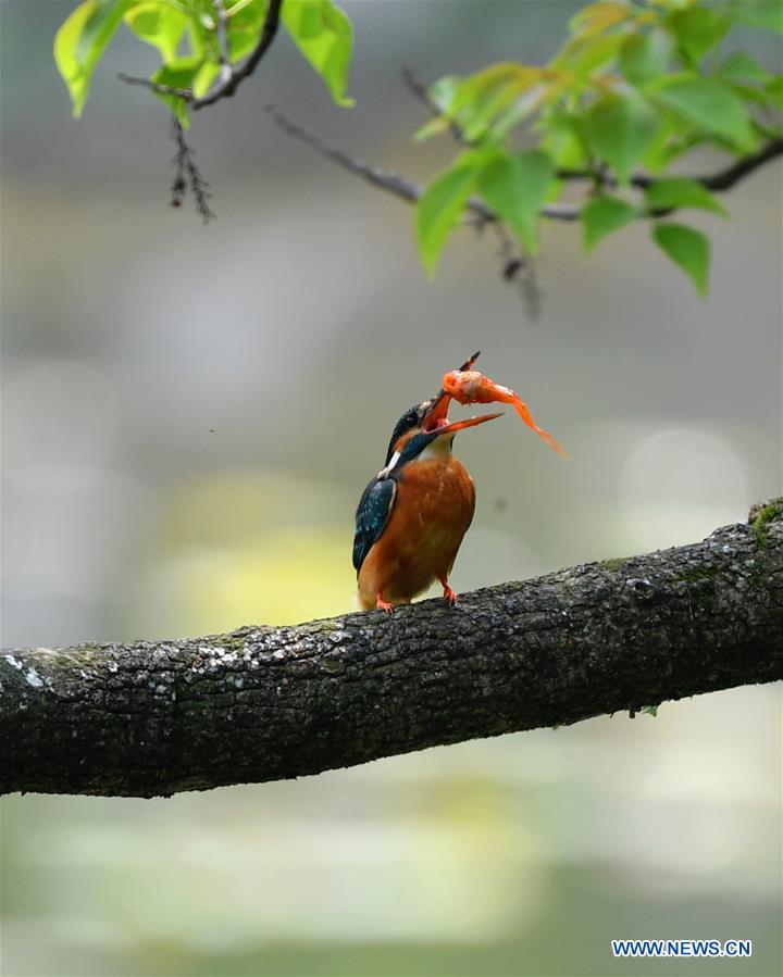 CHINA-FUJIAN-FUZHOU-BIRDS (CN)