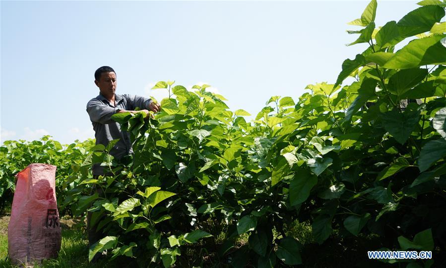 CHINA-JIANGXI-SERICULTURE PROGRAM-POVERTY ALLEVIATION (CN)