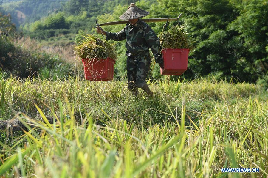 CHINA-FUJIAN-MINQING-HARVEST (CN)