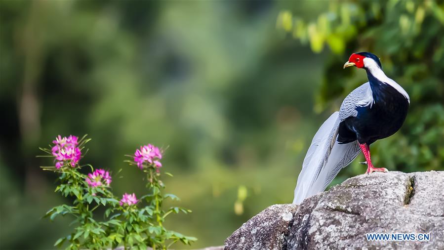 CHINA-FUJIAN-NANJING-EXIANDONG-SILVER PHEASANT (CN)
