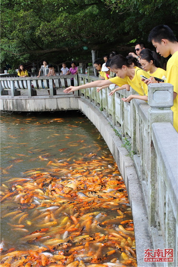 美国华裔少年们喂食锦鲤