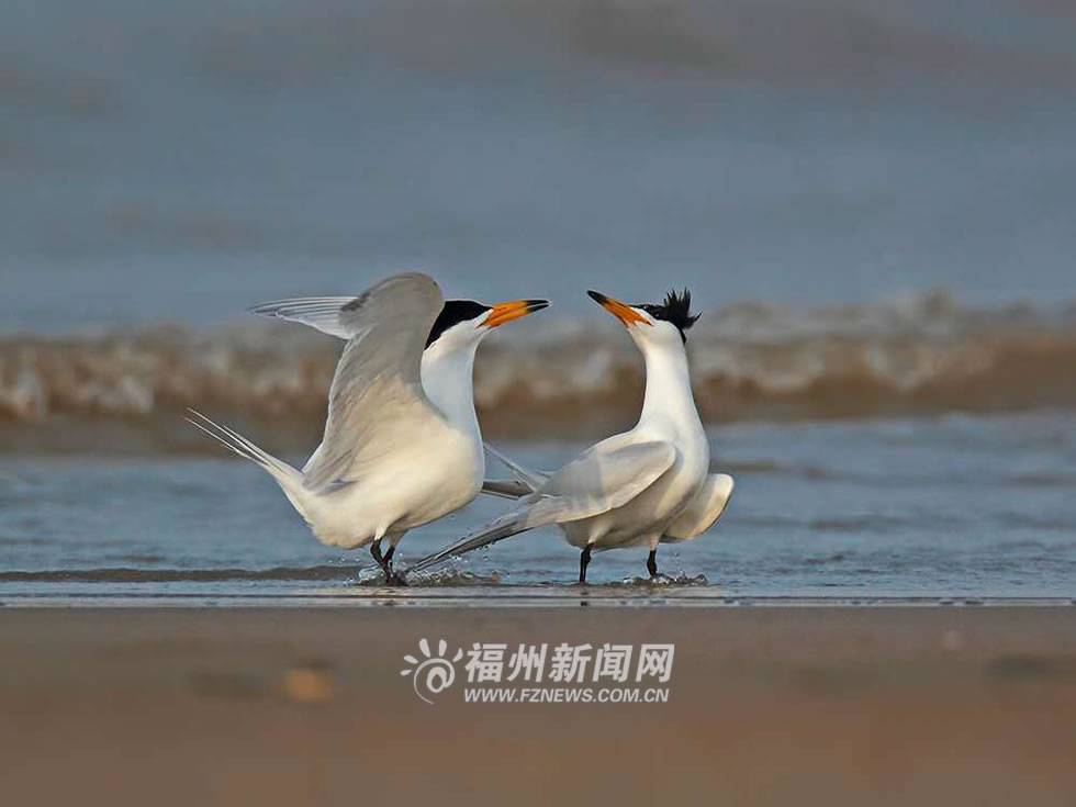 中华凤头燕鸥在谈恋爱 斑马 摄