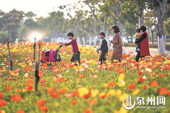 踏春无须远行 春节期间泉州中心市区"花海"邀您来赏