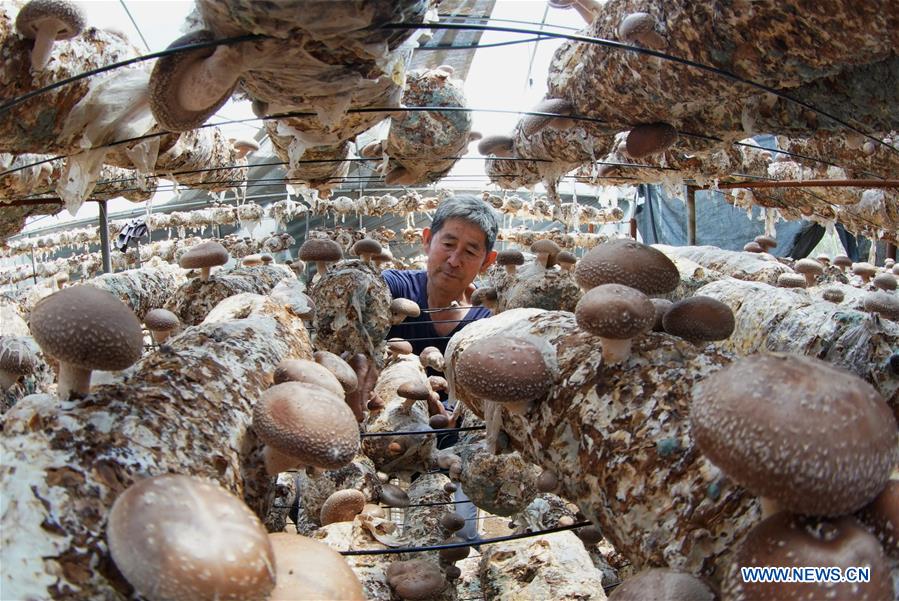CHINA-HEBEI-MUSHROOM-POVERTY ALLEVIATION (CN)