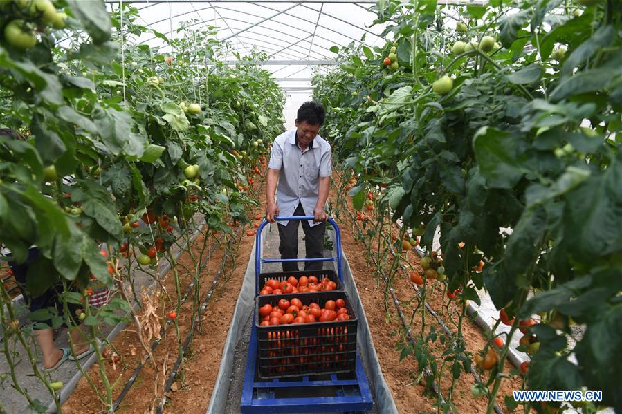 CHINA-GUANGXI-HUANJIANG-RURAL COLLECTIVE ECONOMY-DEVELOPMENT (CN)