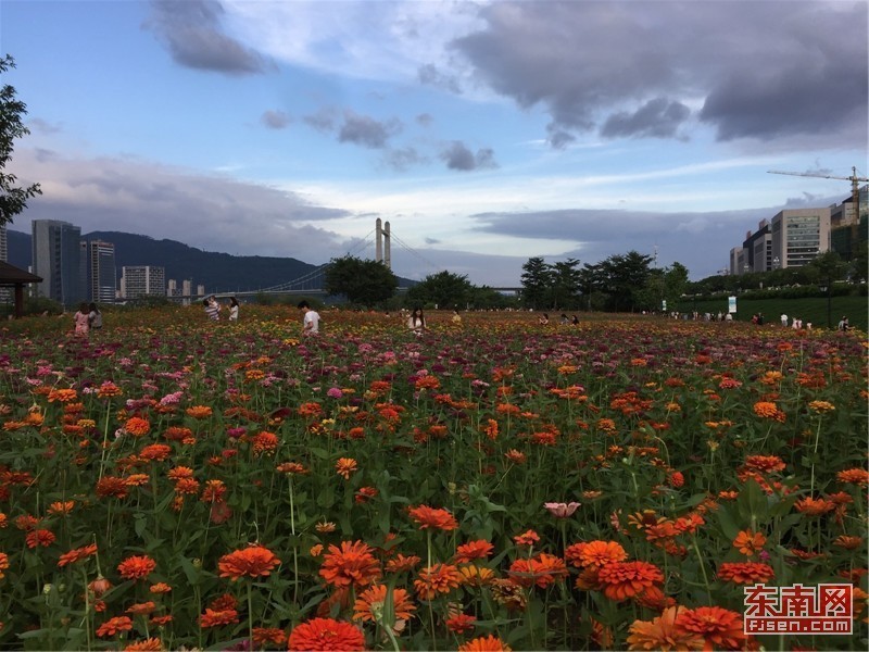 福州花海公園賞花正當時